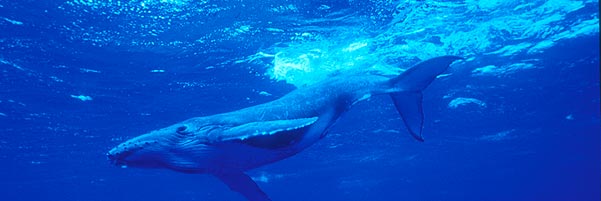 Les îles de la Polynésie