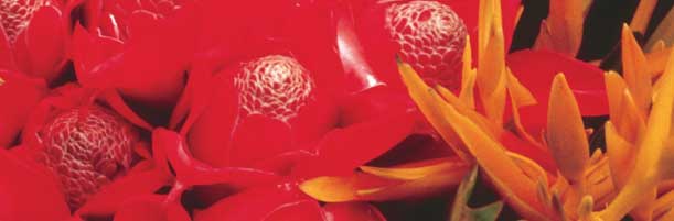 Découvrez la Polynésie