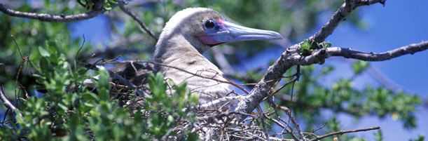 Les îles de la Polynésie