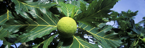 Découvrez la Polynésie