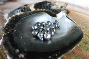 Le joyau de la perle de Tahiti grâce aux nacres des fermes perlières en Polynésie française