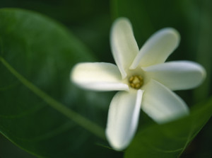 La Culture des tiare pour les colliers de fleurs à Tahiti